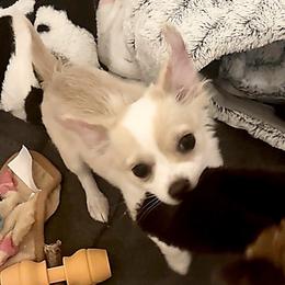Bella - Cream and white female Chihuahua puppy in Rowlett, Texas from Sugar Cookie Chihuahuas