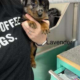 Lavender - Harlequin female Beauceron puppy in Floyd’s Knobs, Indiana from Birdwing Beaucerons
