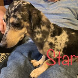 Starfire - Dachshund