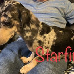 Starfire - Dachshund