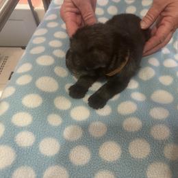 Standard Schnauzer Puppies from Erregen kennels