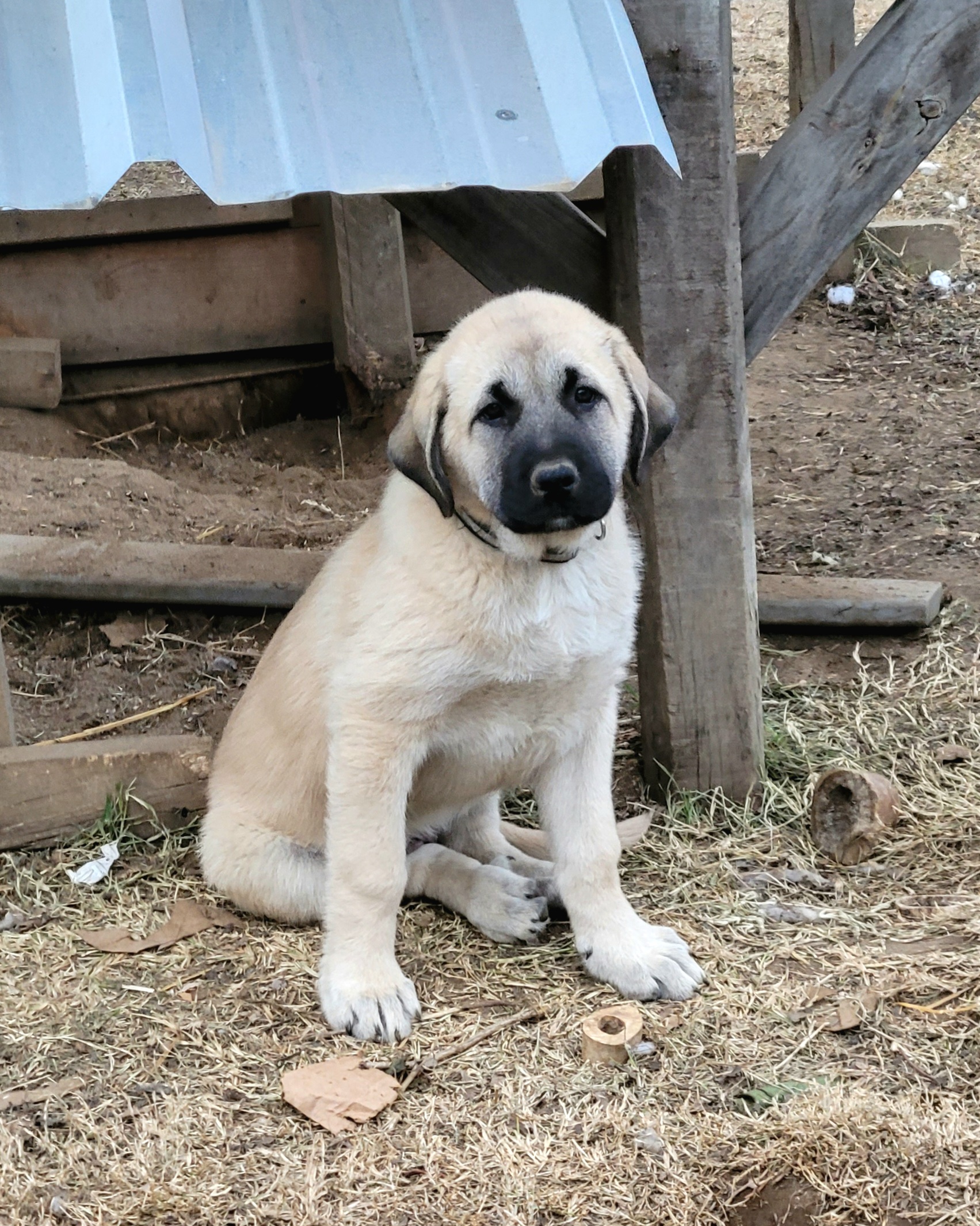 Girl 3 - Anatolian Shepherd Dog puppy in Duffield, Virginia from Ezka Miras Farms