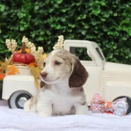 Brownie - Dapple male Dachshund puppy in Woodbine, Georgia from Bowdachs Miniatures