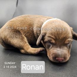 Dachshund Puppies from Wayward Home Dachshunds