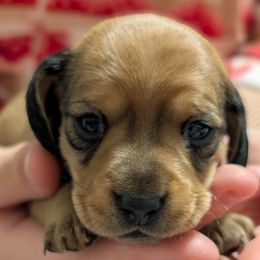 Girl born 1st - Sable female Dachshund puppy in Bunnell, Florida from Briana's Dachshunds