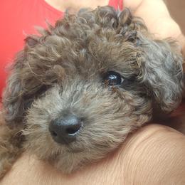Goldendoodle Puppies from We R Mini Doodles