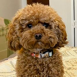 Maltipoo puppies from Ollie-Pop Paws Breeding