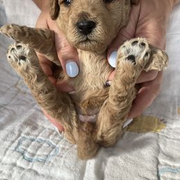 Goldendoodle Puppies from Cassie Farms