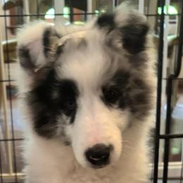 Billie Bob - Blue merle and white male Shetland Sheepdog puppy in Perkiomenville, Pennsylvania from Triumph Shelties