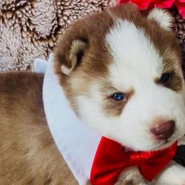Rusty - Red and white male Siberian Husky puppy in Atlanta, Georgia from Lobban Huskies