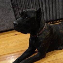 Cookie - Cane Corso