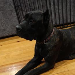 Cookie - Cane Corso
