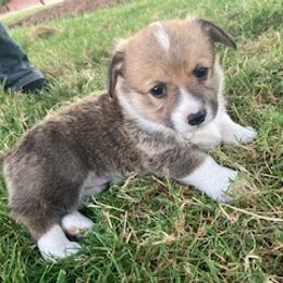 Pembroke Welsh Corgi Puppies from Red Wagon Farm