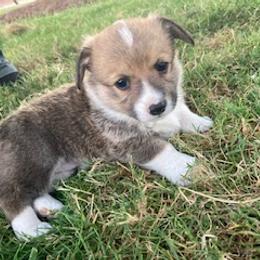 Pembroke Welsh Corgi Puppies from Red Wagon Farm