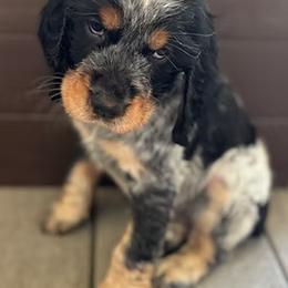 English Springer Spaniel and Whippet Puppies from Rogue Mountain Manor