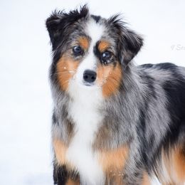 Gucci - Toy Australian Shepherd