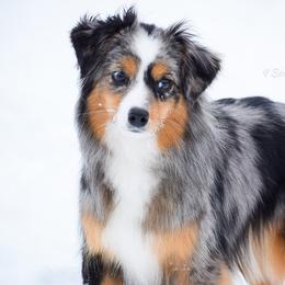 Gucci - Toy Australian Shepherd