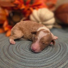 Female 1 - Cream and white female Aussiedoodle puppy in Mouth Of Wilson, Virginia from Holly Ridge Aussies, Aussiedoodles & Corgis