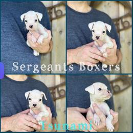 Tsunami - White male Boxer puppy in Madisonville, Texas from Sergeant's Boxers