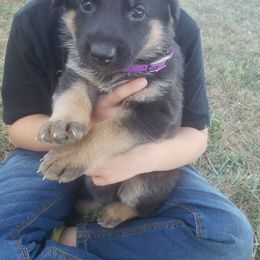Astrid. (Purple) - Black and red German Shepherd puppy in Mccool Junction, Nebraska from Sininger Lagoon