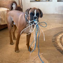 Boxer puppies from Bunches of Love Boxers