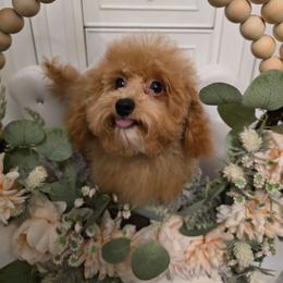 Lotus - Apricot male Poodle puppy in Washington from Mt.BakerPoodles&Doodles