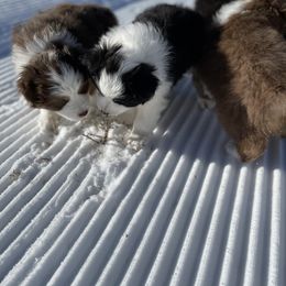 Australian Shepherd Puppies from Country Court Aussies
