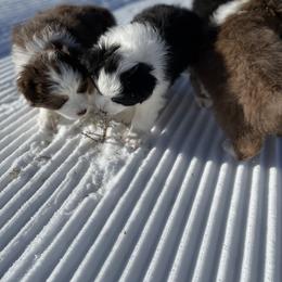 Australian Shepherd Puppies from Country Court Aussies