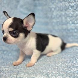 Fancy Boy - Black and tan male Chihuahua puppy in Cape Coral, Florida from Inspired Chihuahuas
