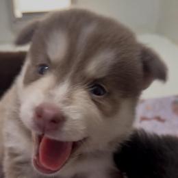 Kodiak - Lavender male Pomsky puppy in Spring Hill, Florida from PDQ Pomskies