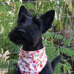 Scottish Terriers from Judyz Scotties