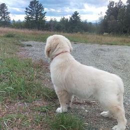 Golden Retriever Puppies from Summer Sun Goldens