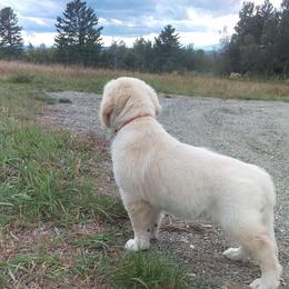Golden Retriever Puppies from Summer Sun Goldens