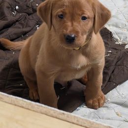 Boy 5 - Yellow male Labrador Retriever puppy in Grand Rivers, Kentucky from Big Water Dreams Retrievers