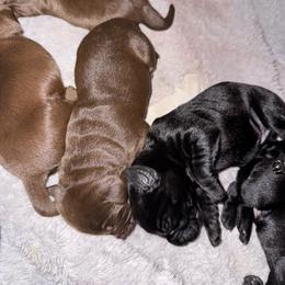 Chocolate boy - Chocolate male Labrador Retriever puppy in Longview, Washington from Steele's Lone Oak Labradors