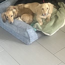 Dachshunds from Dawson Creek Doxies