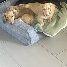 Dachshunds from Dawson Creek Doxies