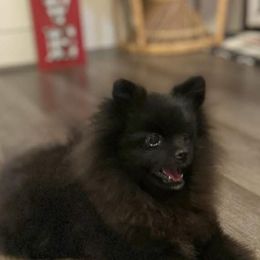 Max - Pomeranian