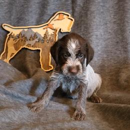 Dark Purple - Brown and gray female Wirehaired Pointing Griffon puppy in Afton, Wisconsin from Daehler's Wirehaired Pointing Griffons