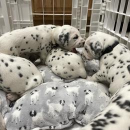 Dalmatian Puppies from Blue Moon Dalmatians