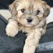Shichon Puppies from Great Lakes Teddy Bear Dogs