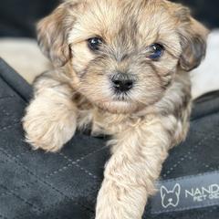 Shichon Puppies from Great Lakes Teddy Bear Dogs
