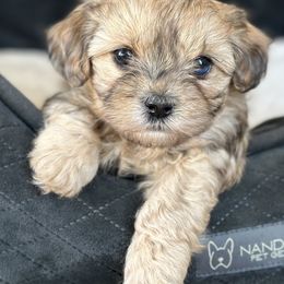 Shichon Puppies from Great Lakes Teddy Bear Dogs