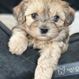 Shichon Puppies from Great Lakes Teddy Bear Dogs