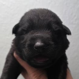 Light purple collar - Black female German Shepherd puppy in Oscoda, Michigan from Sstar