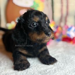 Aloe - Black and tan male Dachshund puppy in Washington from Beautiful Doxies