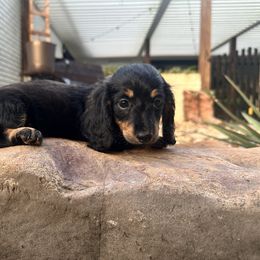 Chocolate - Black and tan female Dachshund puppy in Hope, Arkansas from Duckett Lane Dachshunds