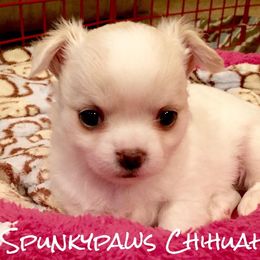 Chihuahua Puppies from Spunkypaws Chihuahuas