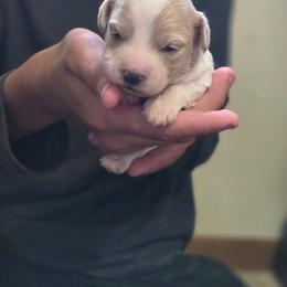 Colby - Parti male Goldendoodle puppy in Crawfordsville, Iowa from DoodleBlessings
