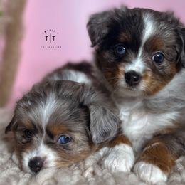 Toy Australian Shepherd All Grown Up from Double T Aussies